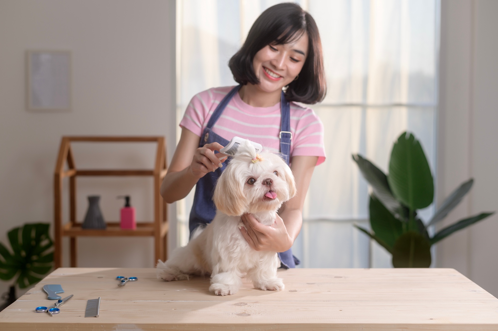 Female professional groomer trimming haircut and combing dog fur at pet spa grooming salon